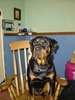 bigdog